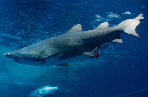 Haie, wie dieser Sandtigerhai, sind in vielen Aquarien Besuchermagnete. Foto: dpa-Zentralbild