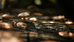 Erntezeit: Pilze, die aus beimpften Baumstämmen wachsen. Foto: Rupert Pessl/RP