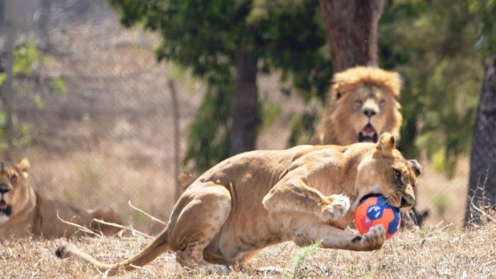 Zoo in Israel bietet tierische Ballspiele