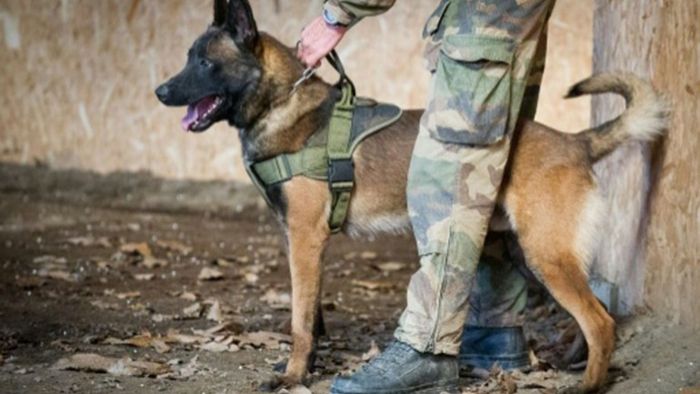 Britischer Orden für toten französischen Militärhund