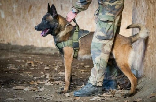 Der französische Militärhund Leuk erhält posthum einen britischen Orden. Foto: AFP/People’s Dispensary for Sick Animals (PDSA)