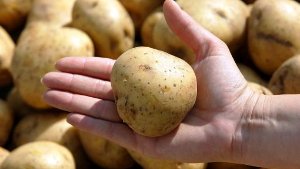 Ohne Kartoffeln gibt es keine Griebaschnecka. Foto: dpa