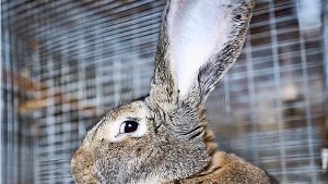 In Bad Säckingen hat ein Angestellter ein Kaninchen in einem Stoffbeutel gefunden. (Symbolfoto) Foto: dpa
