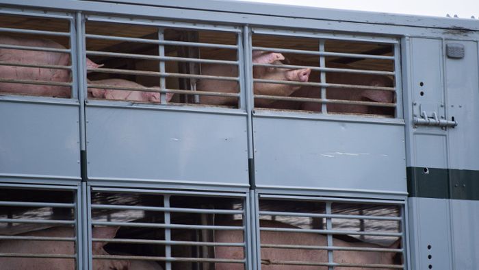 Schweinetransporter in Brand – Tiere rennen über die A3