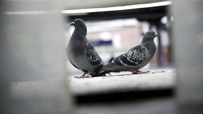 Tauben verenden an Klebepasten - Tierschutzbeauftragte will Verbot