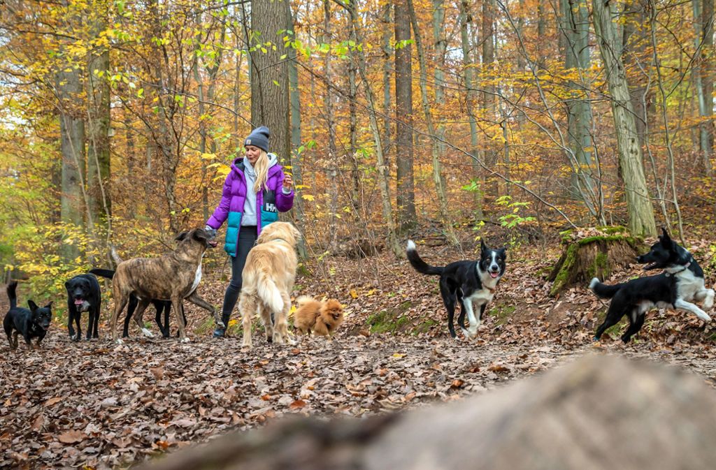 Arbeitsalltag: Mit acht Hunden spaziert Theresa Jahnke durch den Kräherwald, ihre beiden Border Collies Pelle und Bode springen vorneweg.