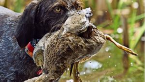 Junge Hunde werden für die Jagd  im Wasser ausgebildet. Foto: Steve Oehlenschlager/AdobeStock