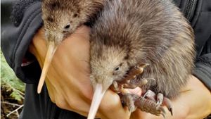Kiwis gehören zu den am stärksten bedrohten Vögeln in Neuseeland. Foto: AFP/PETE KIRKMAN