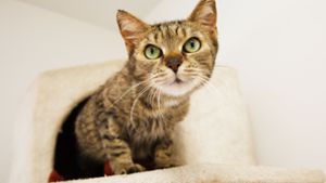 Ende Juli wurde diese getigerte Katze in einem Lichtschacht in Kirchheim entdeckt.  Sie wartet im Tierheim darauf, von ihren Besitzern  gefunden zu werden. Foto: Ines Rudel