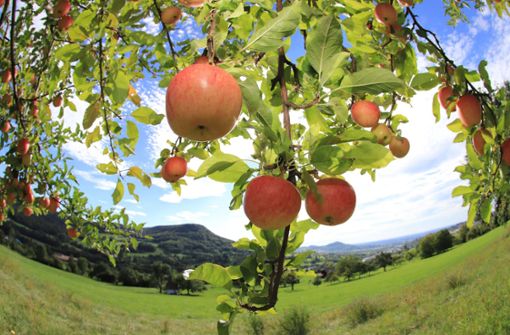 Herbstzeit ist Erntezeit. Auf fremden Wiesen ohne Erlaubnis des Besitzers Äpfel zu pflücken, ist jedoch verboten. Foto: Eibner-Pressefoto/Reisner