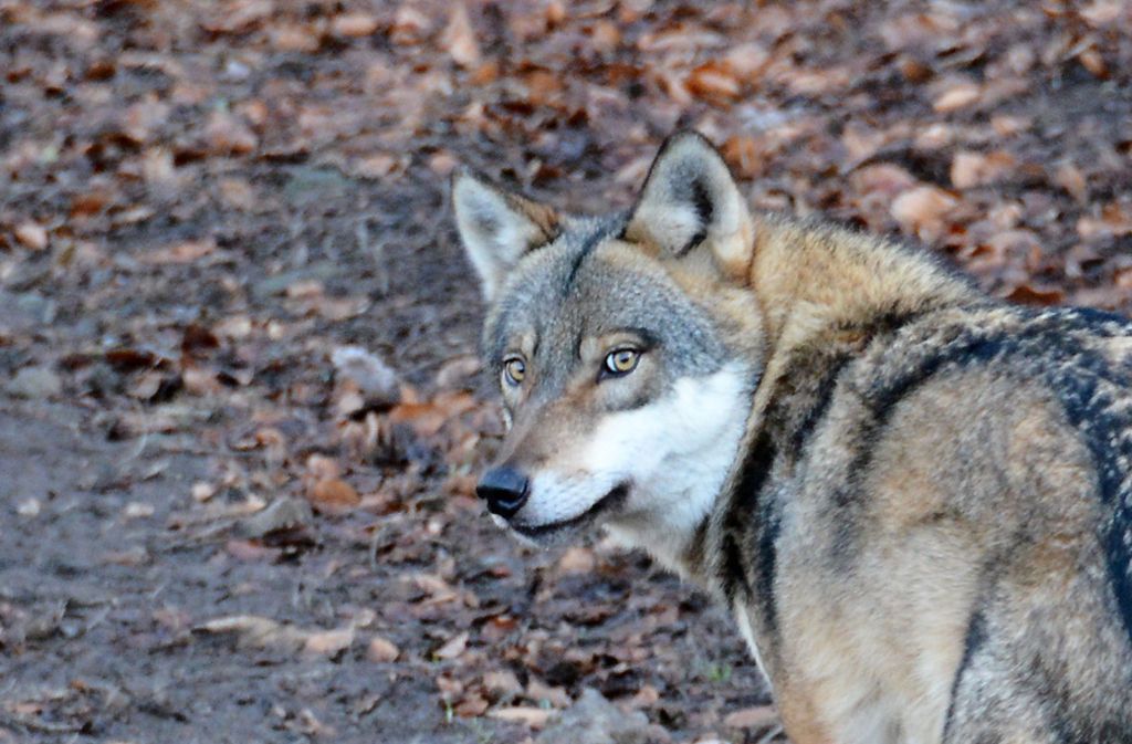 Es besteht die Möglichkeit, dass es sich bei dem Angriff um den Riss eines Wolfs handelt (Symbolfoto). Foto: dpa/Jörn Perske