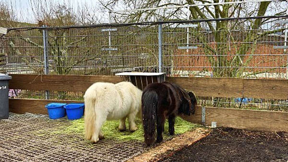 Zoohandlung Weinstadt: Aufregung um Ponys auf Dachgarten