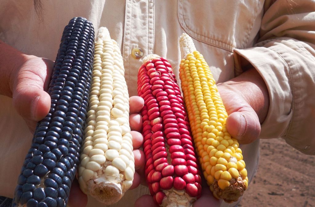 Mais gibt es in vielen Farben