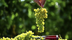 Solaris ist eine pilzresistente Rebsorte, die im speziellen Fall einen sehr guten Wein ergibt. Foto: dpa/Patrick Seeger