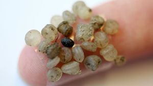 Forscher finden Mikroplastik in Muscheln