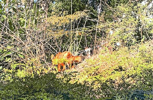Wolf Bonitz hat den Fuchs auf seinem Grundstück fotografiert. Foto: privat