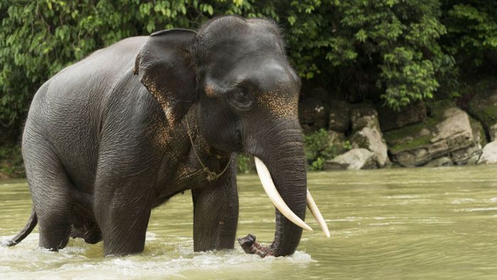 Tötung von seltenem Sumatra-Elefant sorgt für Empörung