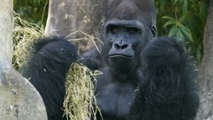 Gorilla-Männchen verletzt Pflegerin  schwer