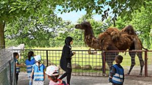 Auch dieses Kamel gehört zum Sortiment des Munkholm-Zoos Foto: John Frandsen Business Estates