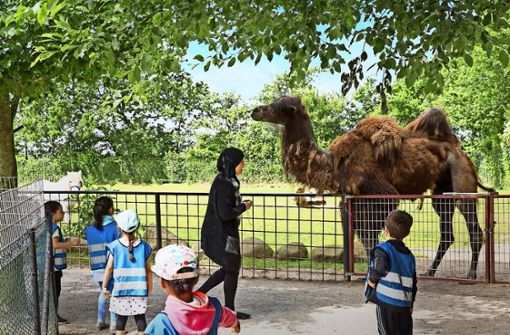 Auch dieses Kamel gehört zum Sortiment des Munkholm-Zoos Foto: John Frandsen Business Estates