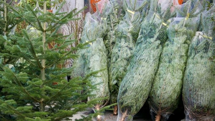 Firma verkauft Second-Hand-Weihnachtsbäume