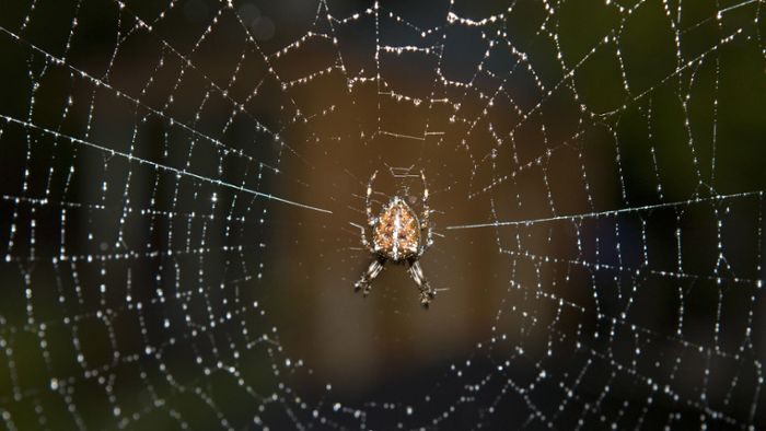 Spinne sorgt für Aufregung in Supermarkt