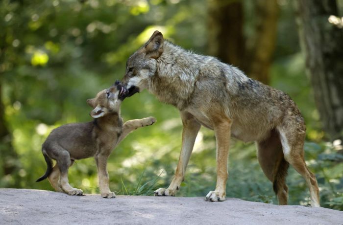 Wolfsnachweis im Schwarzwald: Gibt es bald die ersten Wolfsbabys im Land?