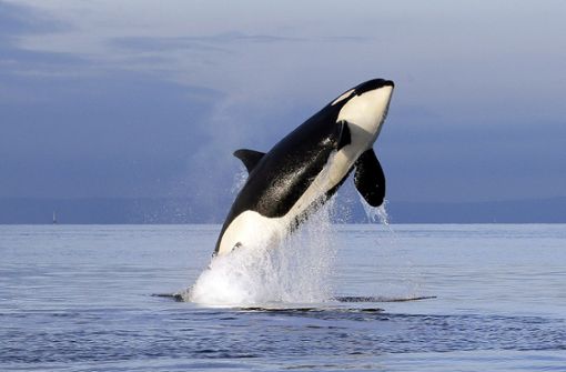 Dürfen Orcas in Gefangenschaft gehalten werden? Tierschützer beantworten diese Frage mit einem klaren Nein. Foto: AP