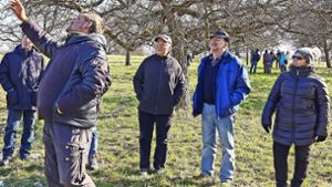 Steinheim – Thomas Ulmer (vorn) und Eric Hirsch (hinten) erklären verschiedene Formen des  Obstbaumschnitt Foto: SAV Steinheim
