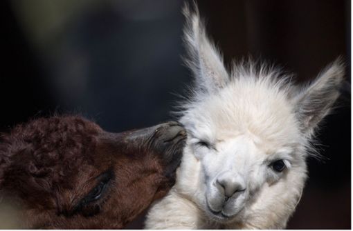 Bei den niedlichsten Tieren auf Instagram darf das Alpaka natürlich nicht fehlen (Symboldbild). Foto: dpa