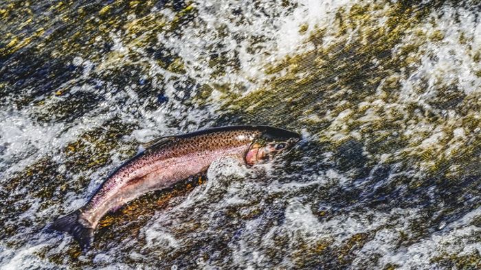 Überteuerter Lachs? EU-Kommission vermutet norwegisches Fisch-Kartell