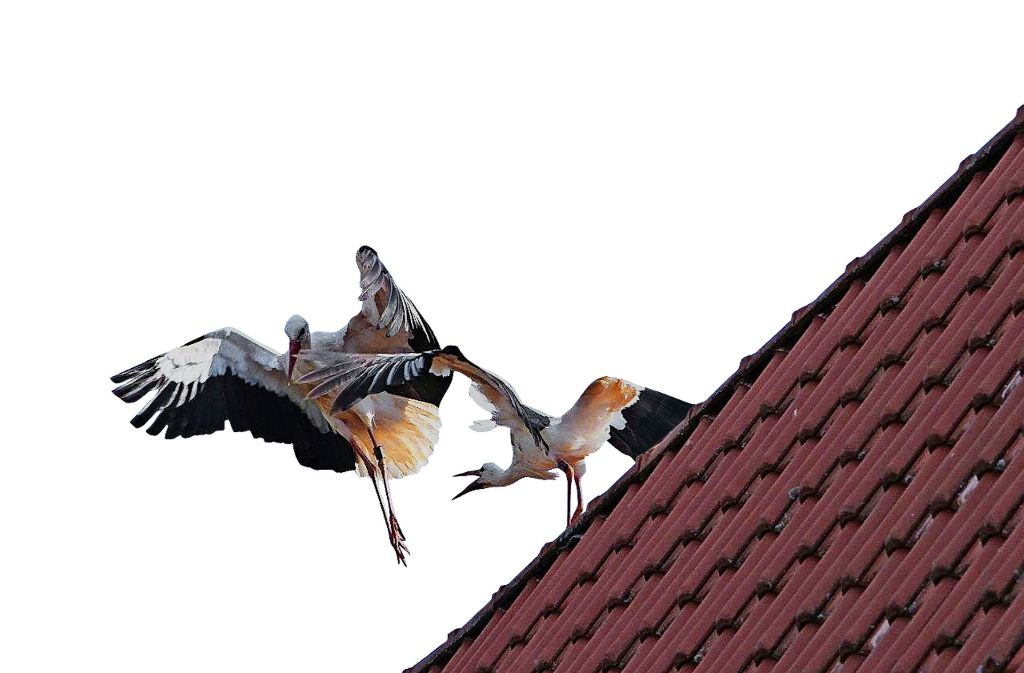Zozu (rechts) legt sich mit einem anderen Storch an Foto: Wickert