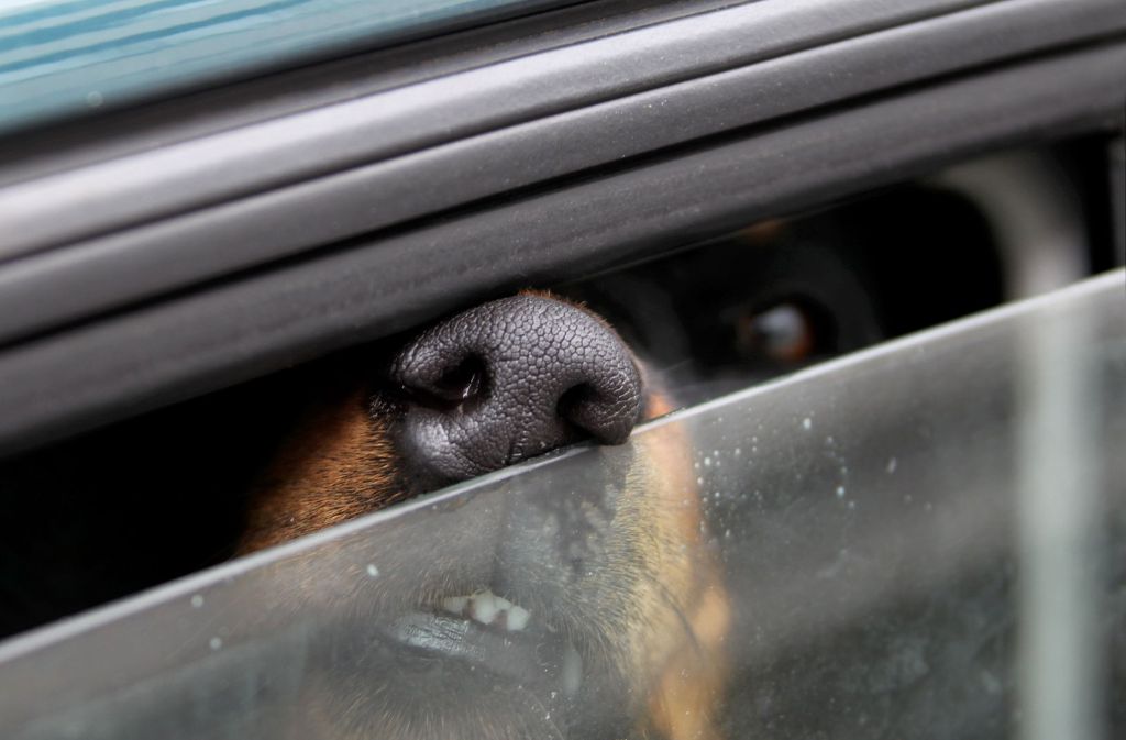 Hunde im heißen Auto: Wann darf man die Scheibe einschlagen? - Panorama