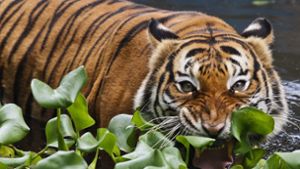 Grrrrrr: In einer Schule in Malaysia sind die Tiger los Foto: dpa