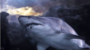 Schwimmerin von Hai angegriffen