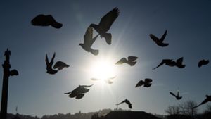 Mehrere Tauben durch Drohne verletzt