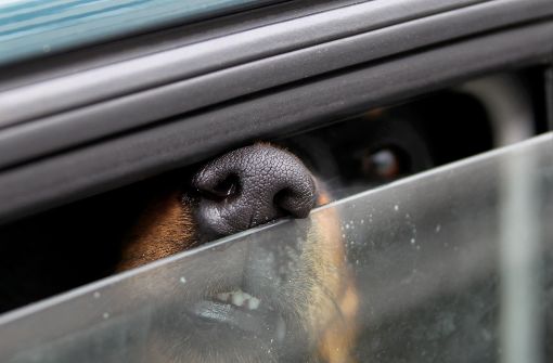 Ein Hund ist im Saarland in einem Auto umgekommen (symbolbild). Foto: dpa