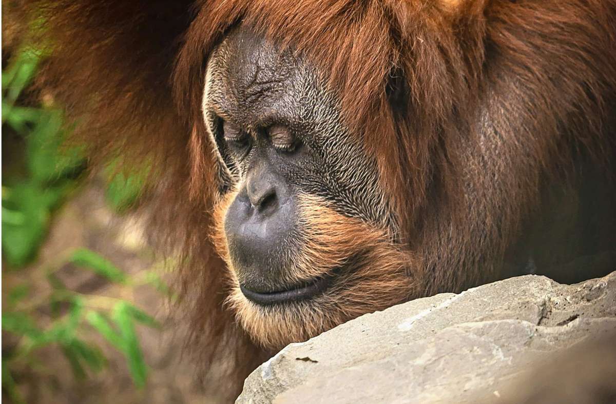 Die Orang-Utan-Dame Moni lebt nun in einem belgischen Zoo.