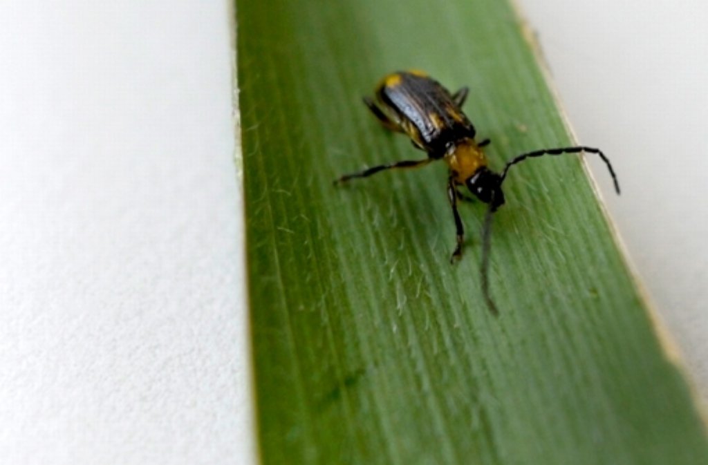 Der Maiswurzelbohrer wird aufgrund seiner hohen Bekämpfungskosten auch „1-Milliarde-Dollar-Käfer“ genannt.