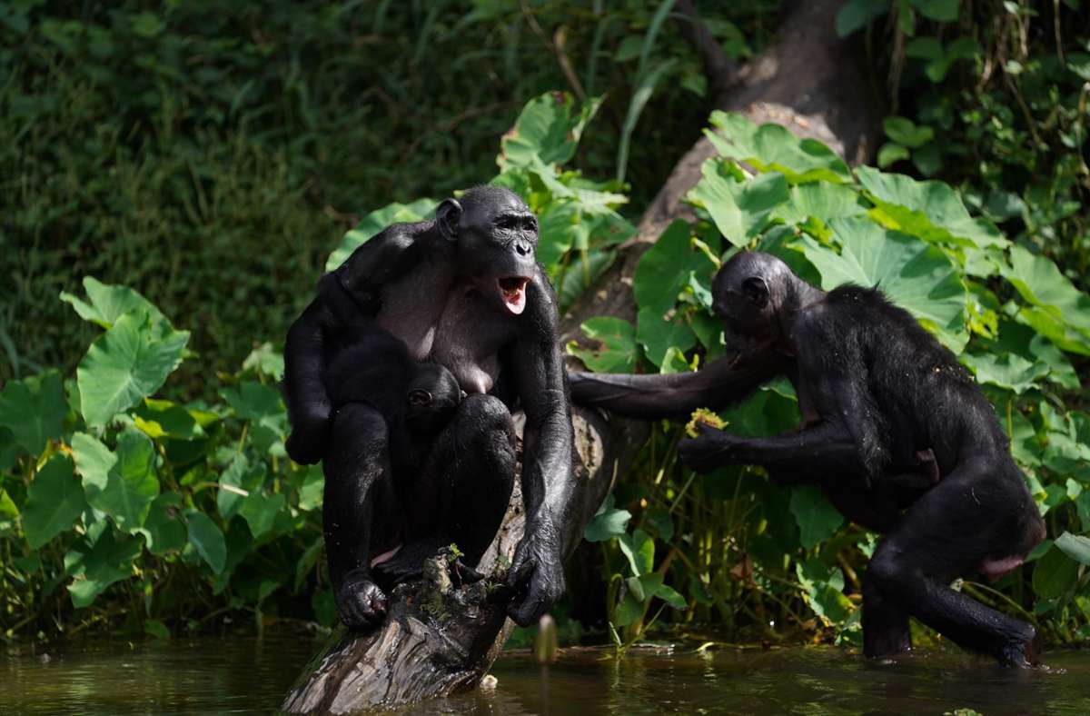 Die Wilhelma unterstützt auch Artenschutzprogramme vor Ort, wie hier im Kongo. Dort konnten vor kurzem 14 Bonobo-Affen  erfolgreich ausgewildert werden.