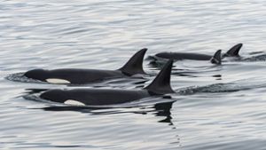 Video zeigt spielende Schwertwale vor Schottlands Küste