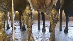 Die Tierrechtsorganisation PETA will auf die elenden Lebensbedingungen von Milchkühen auf einer US-Farm aufmerksam machen. Foto: glomex/Bit Projects News
