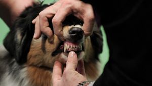 Hund verbeißt sich in Dreijähriger und verletzt sie schwer