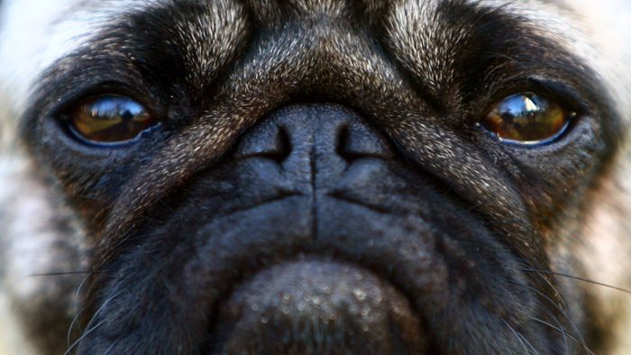 Ausstellungen von Hunden aus Qualzucht sollen verboten werden