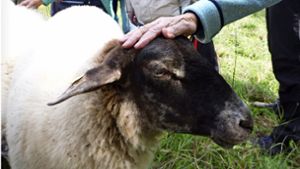 Esslinger Projekt „Fuge“: Wie Schaf und Huhn  psychisch kranken Menschen helfen