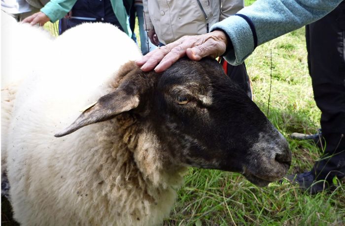 Esslinger Projekt „Fuge“: Wie Schaf und Huhn  psychisch kranken Menschen helfen