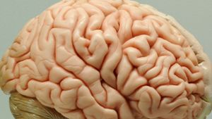 Das menschliche Gehirn ist der in der Schädelhöhle gelegene Teil des Zentralnervensystems. Es verarbeitet Sinneswahrnehmungen und koordiniert Verhaltensweisen. Foto: dpa