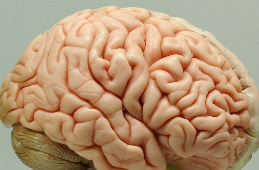 Das menschliche Gehirn ist der in der Schädelhöhle gelegene Teil des Zentralnervensystems. Es verarbeitet Sinneswahrnehmungen und koordiniert Verhaltensweisen. Foto: dpa