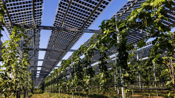 Erste Solaranlage im Weinberg soll Reben vor   Starkregen und Co. schützen