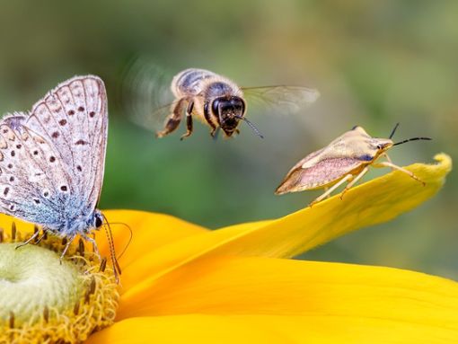 Schmetterlinge, Bienen, Käfer: Wichtig fürs Ökosystem, aber nervig für den Menschen. Foto: Katho Menden/Shutterstock.com
